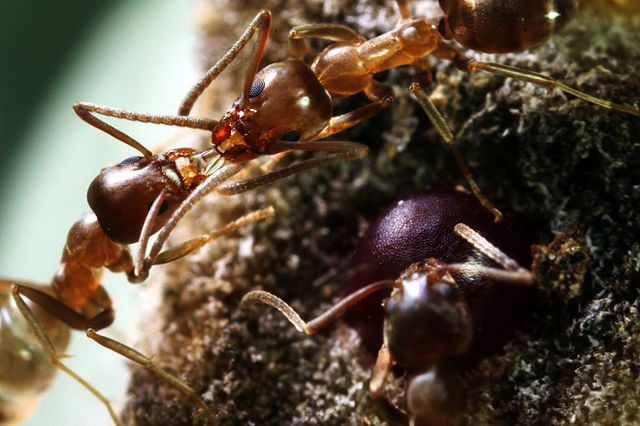 Argentine ant removes sporen of Metarhizium fungus
