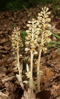 the brid's nest is a mycoheterotrophic orchid
