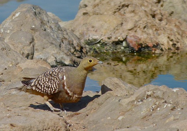 Male Namaqua sandgrouse fetches water for his chicks with specially adapted belly feathers