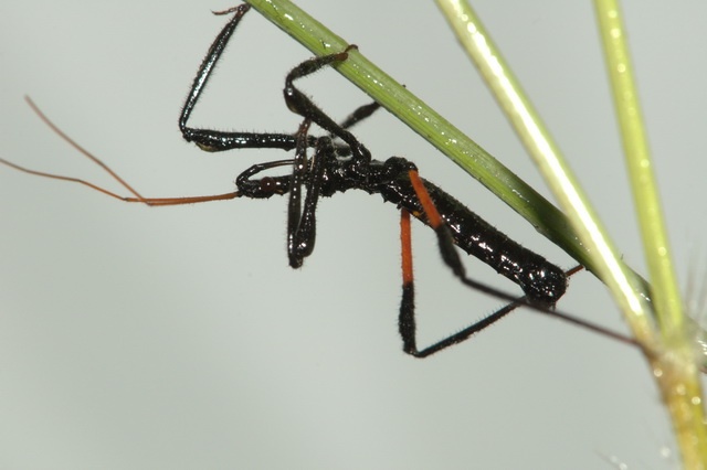 Gorareduvius assassin bug uses resin to capture prey