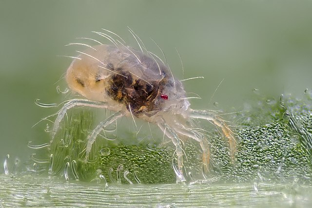A female two-spotted spider mite often is undressed by a male
