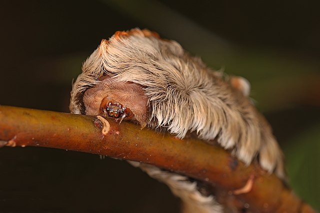 Asp caterpillar Megalopyge opercularisdelivers a painful sting