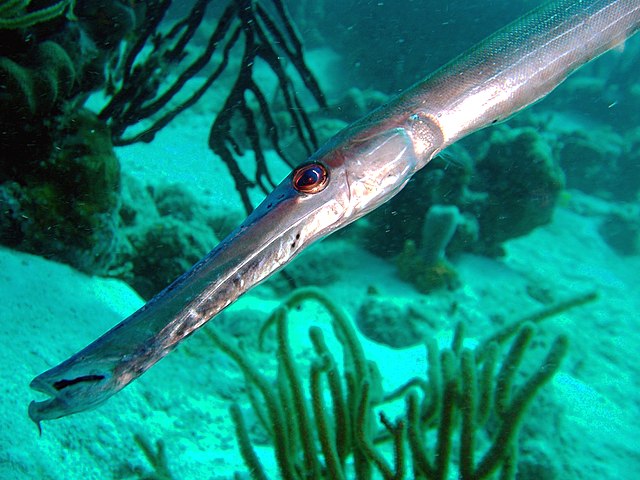 By swimming aligned with other fish, the trumpetfish can approach its prey more closely.