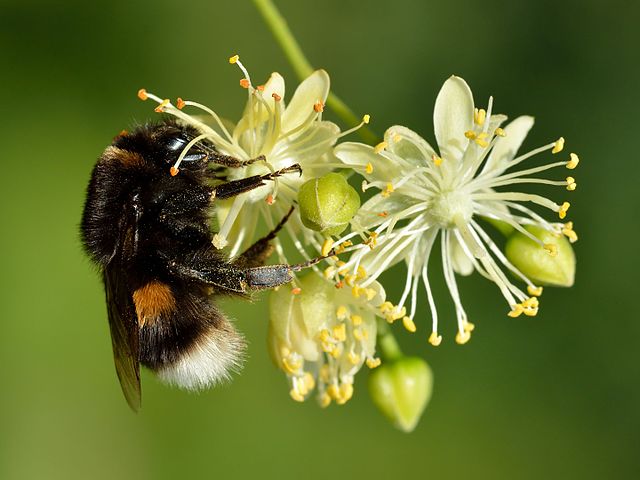 When the queen is lost, a buff-tailed bumblebee worker can take over