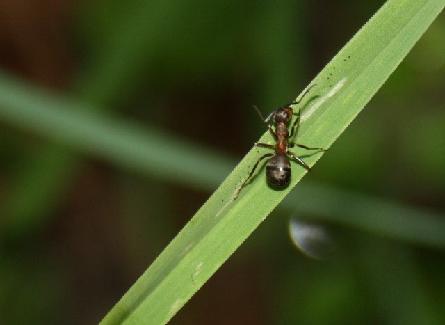 lancet liver fluke manipulates ant into clamping onto a blade of grass