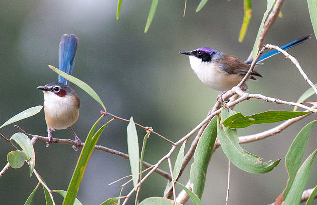 purple-crowned faiywren helps parent and potential partner