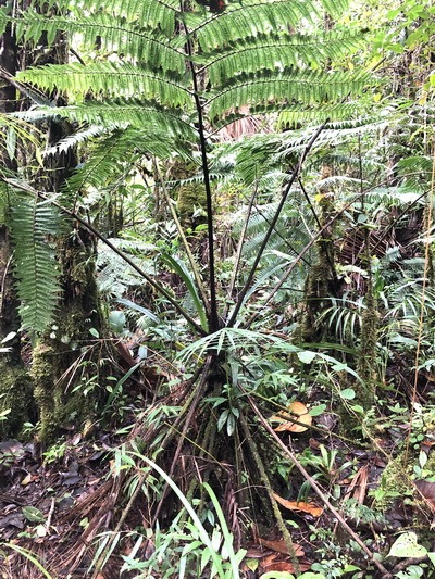 Tree fern Cyathea rojasiana transforms dead leaves into roots