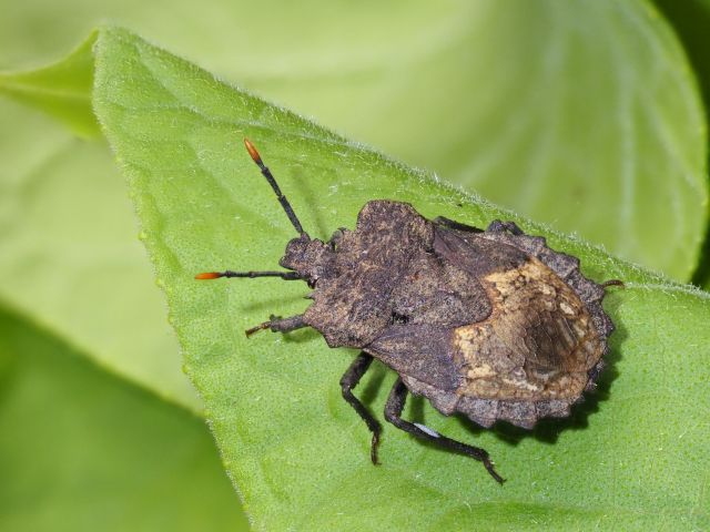 Vrouwen van wants Megymenum gracilicorne kweken schimmel op een achterpoot-orgaan