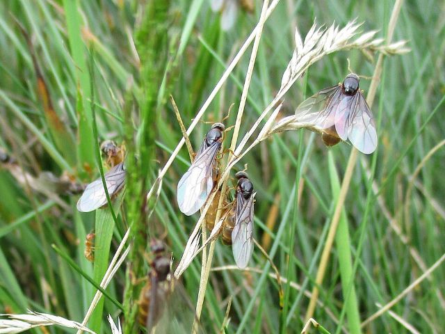 Queens of the yellow meadow ant may be displaced by Lasius orientalis