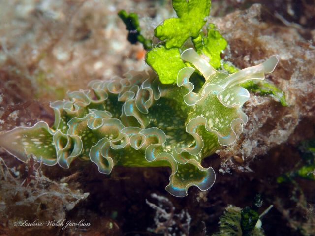 Lettuce sea slug avoids strong light to protect its kleptoplasts