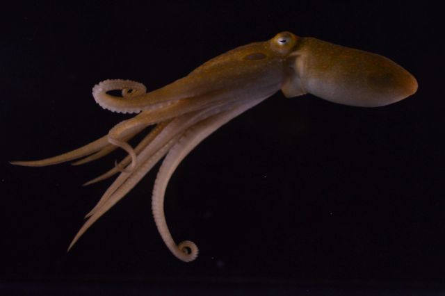 Man Californische octopus is zuinig op zijn dubbel functionele voortplantingsarm
