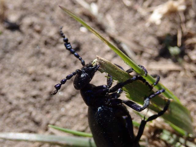Black oil beetle. Larvae smell like flowers