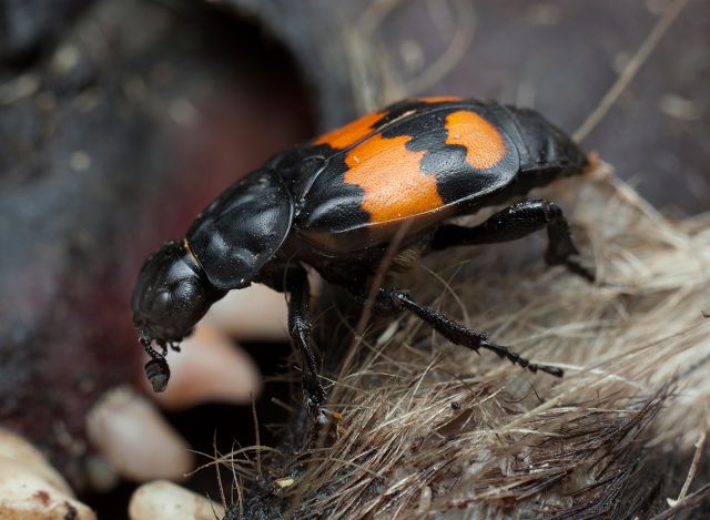 Burying beetles prepare a mouse carcass for their carrion feeding young